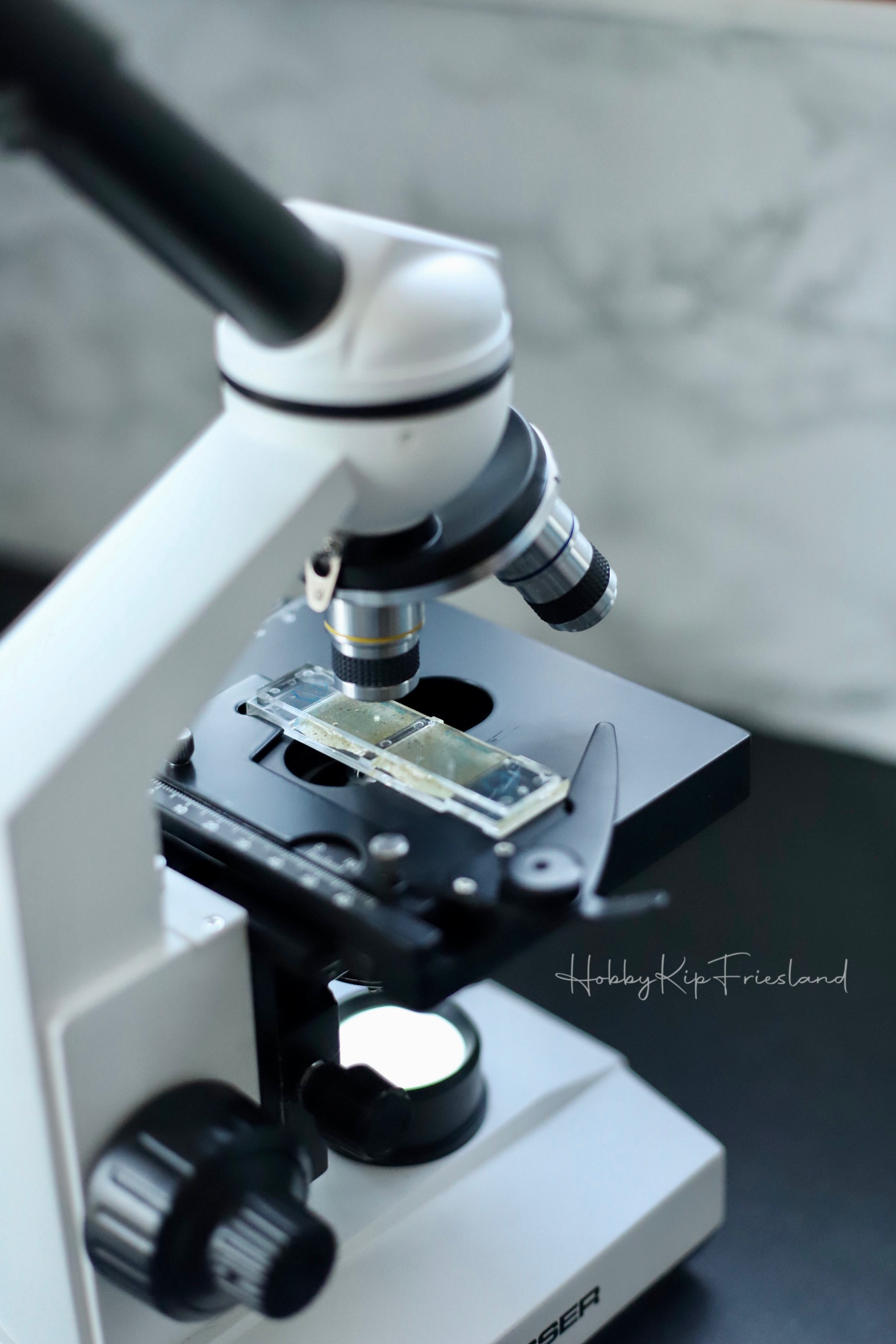 microscoop-mestonderzoek-wormonderzoek-kippen-wormen microscoop-mestonderzoek-wormonderzoek-kippen-wormen