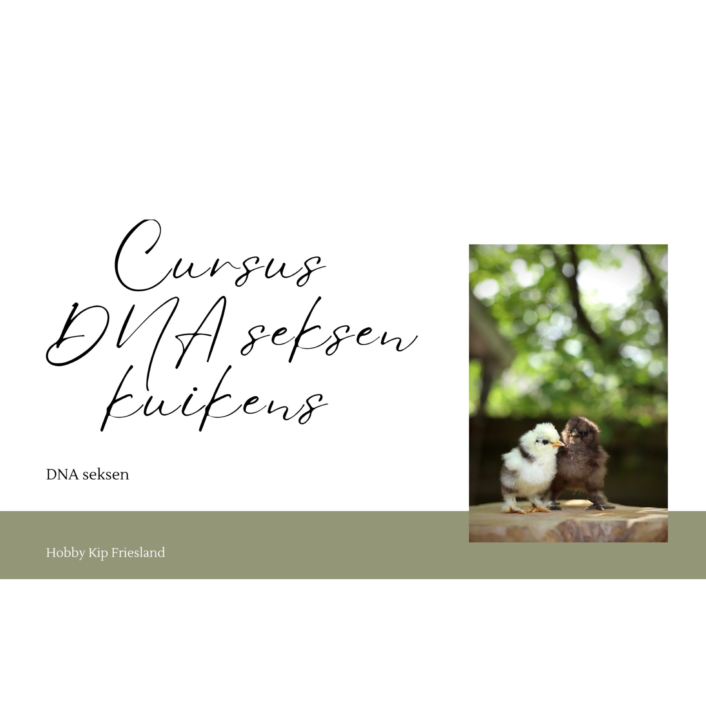 Hobby Kip Friesland – Cursus DNA seksen kuikens Hobby Kip Friesland - Cursus DNA seksen kuikens