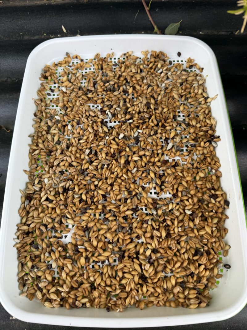 Kiemgraan 1 KG inclusief bak