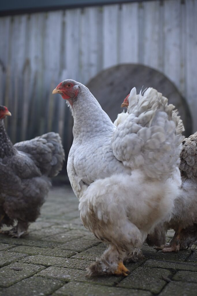 Brahma broedeieren