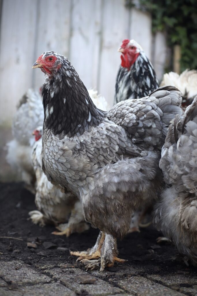 Brahma broedeieren
