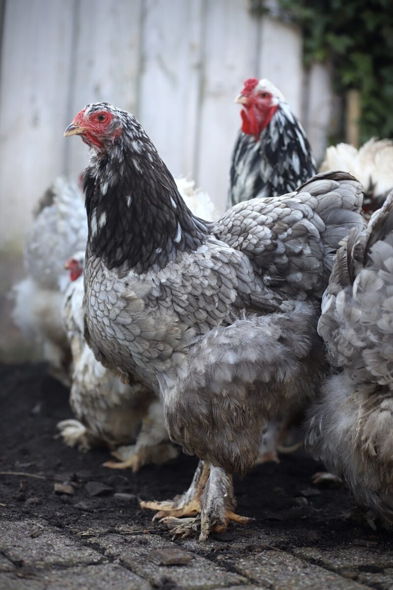 Brahma broedeieren