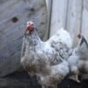 Brahma broedeieren