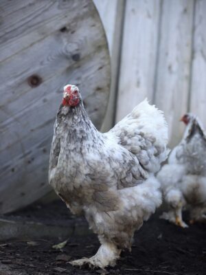 Brahma broedeieren - Afbeelding 2