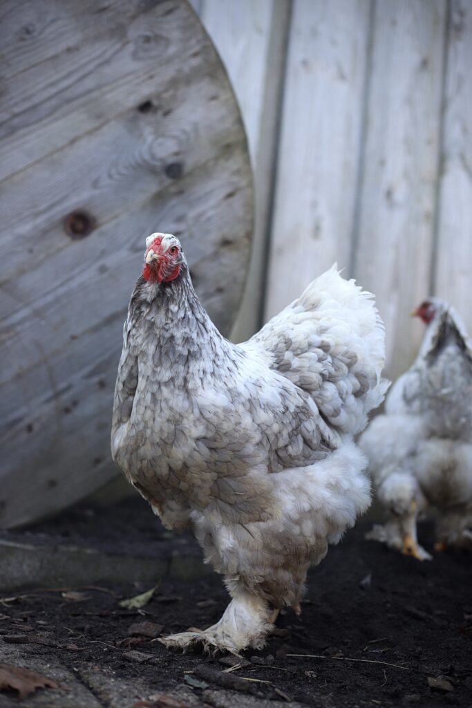 Brahma broedeieren