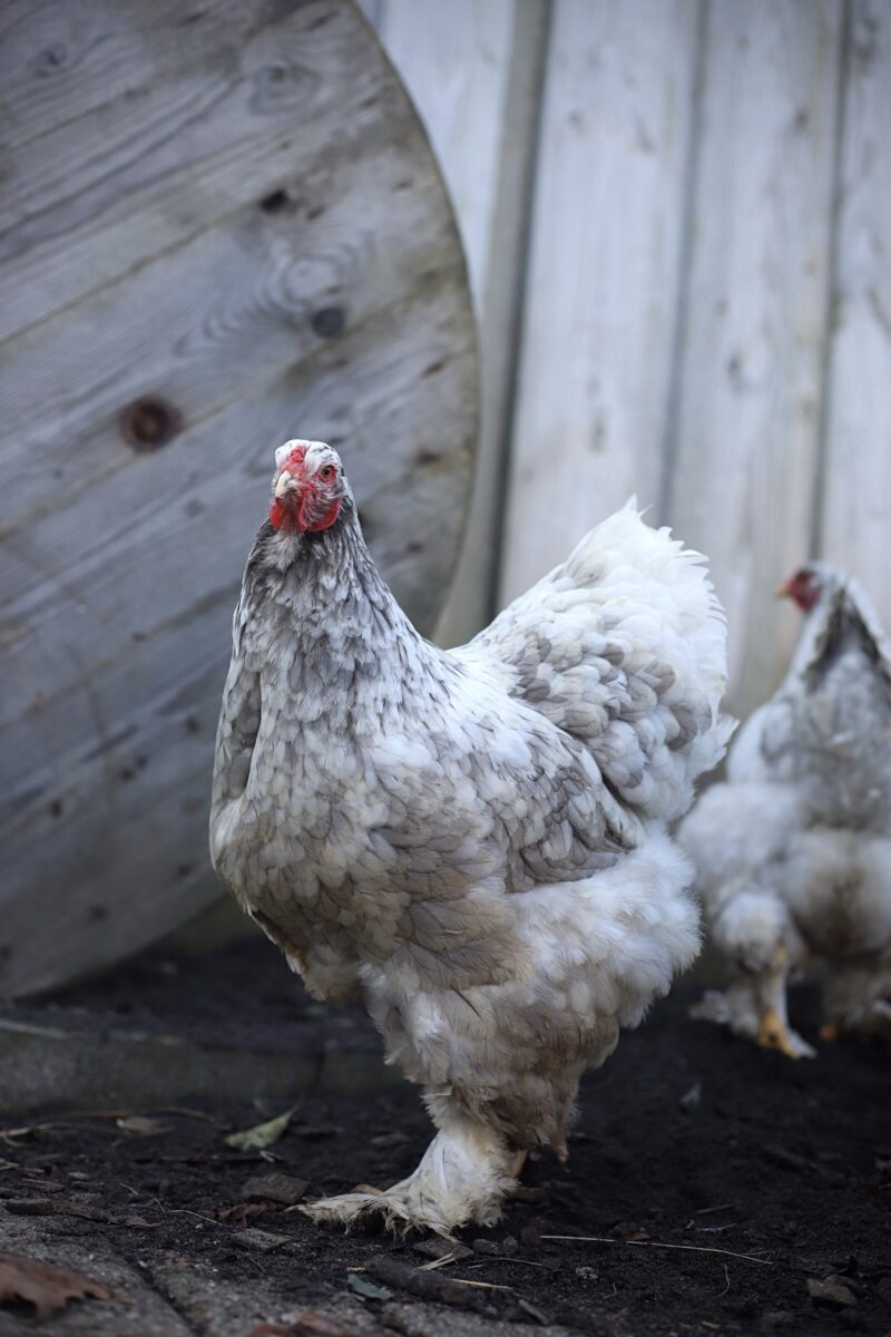 Brahma broedeieren