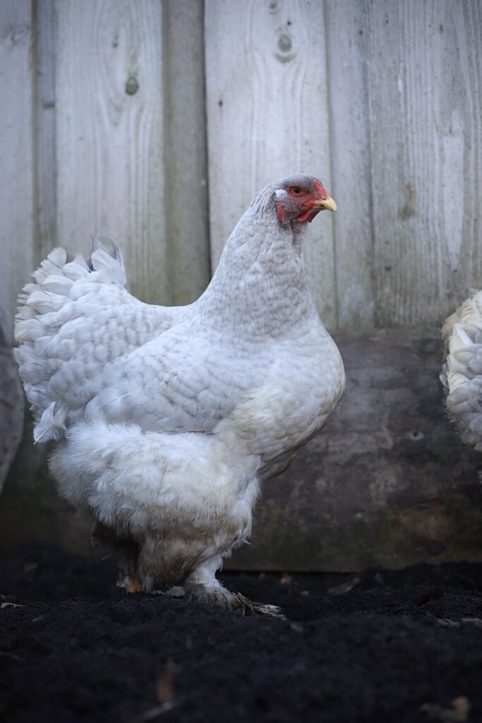 Brahma broedeieren