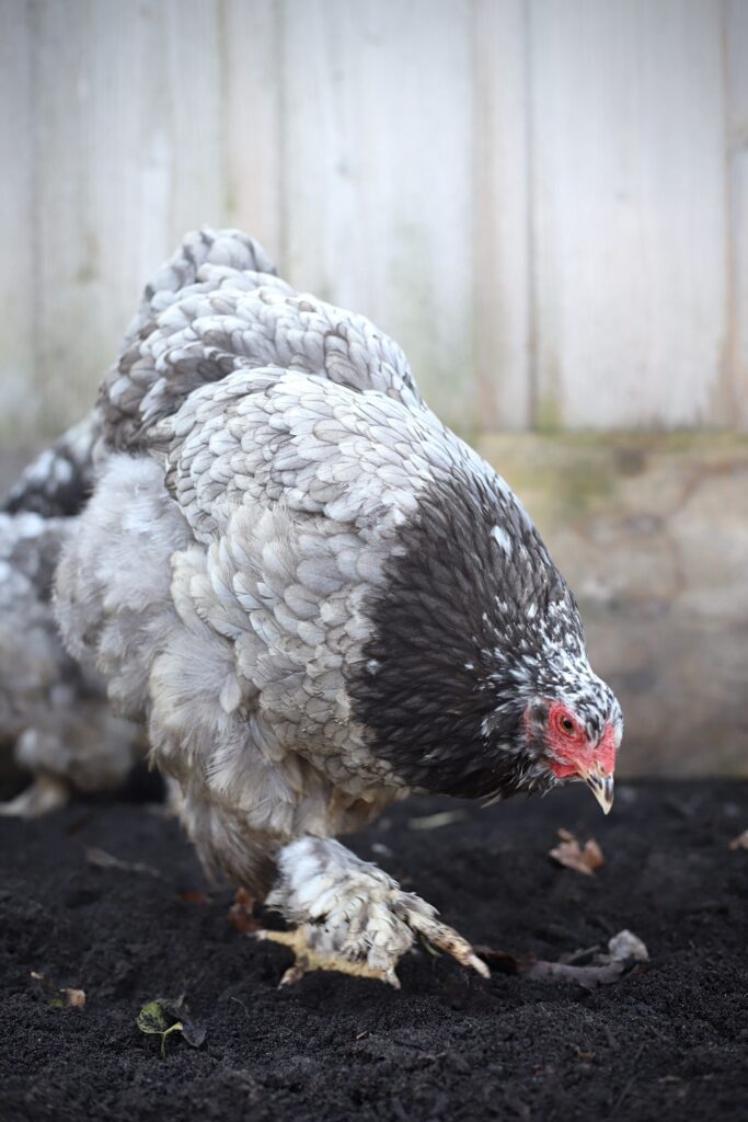 Brahma broedeieren