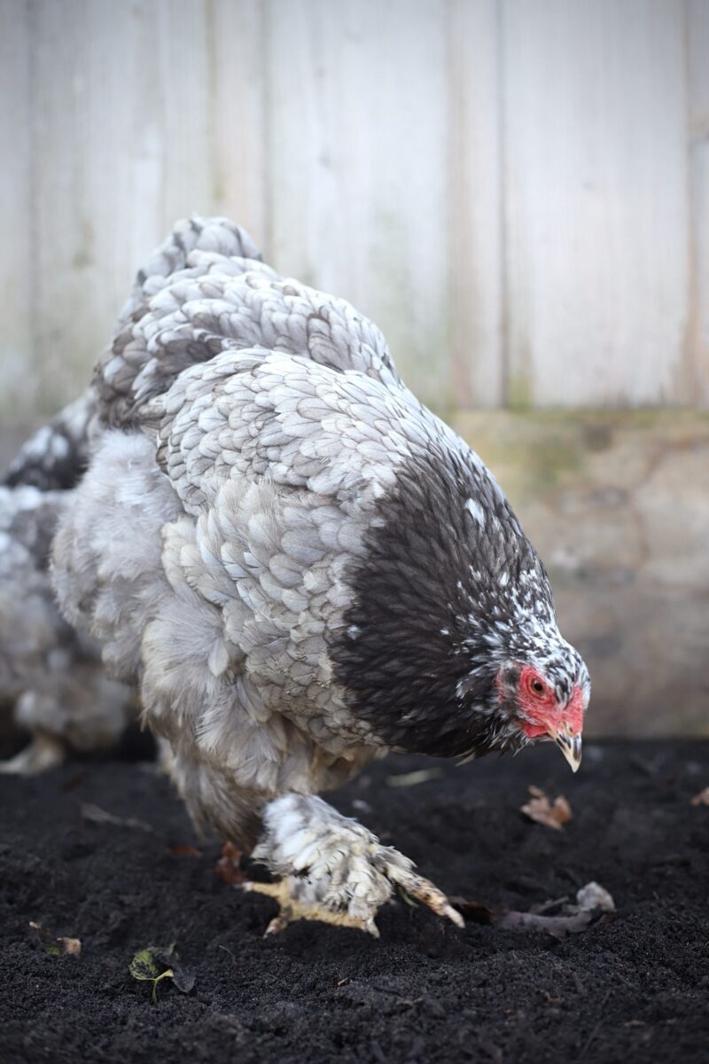Brahma broedeieren