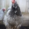 Brahma broedeieren