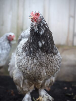 Brahma broedeieren - Afbeelding 6