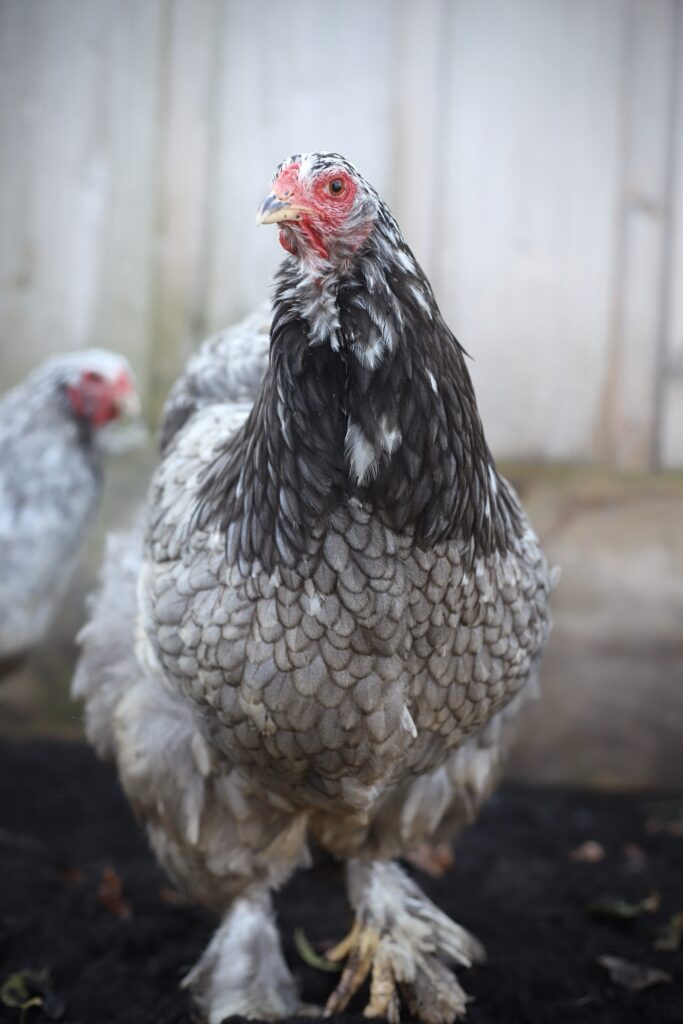 Brahma broedeieren