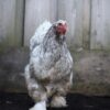 Brahma broedeieren