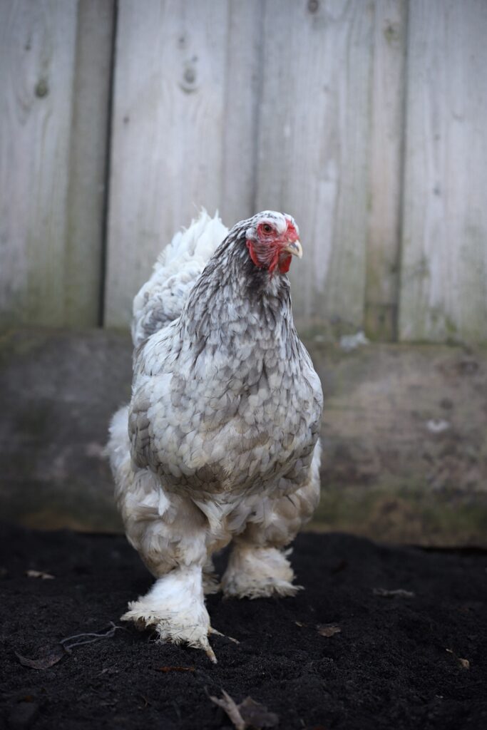 Brahma broedeieren