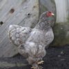 Brahma broedeieren