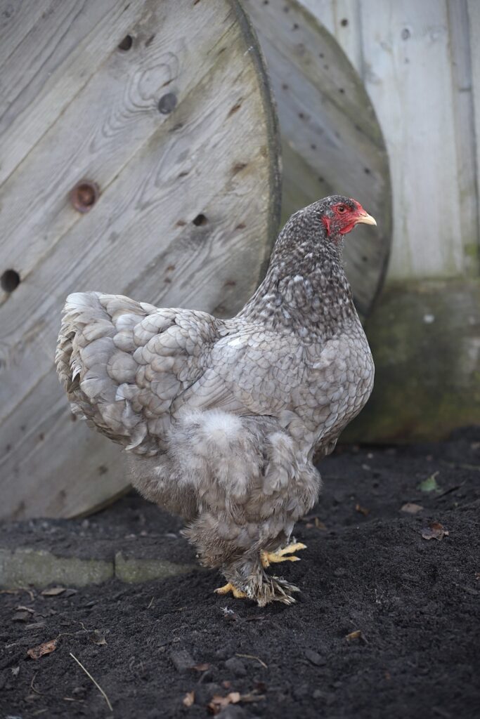 Brahma broedeieren