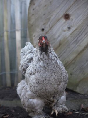 Brahma broedeieren - Afbeelding 9