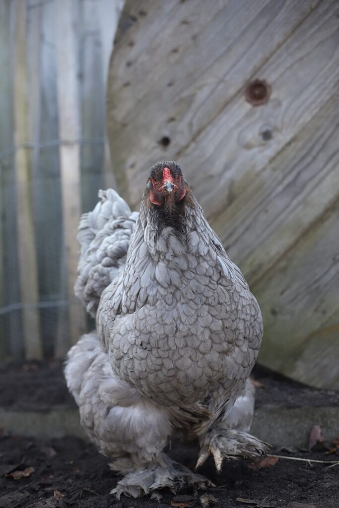 Brahma broedeieren