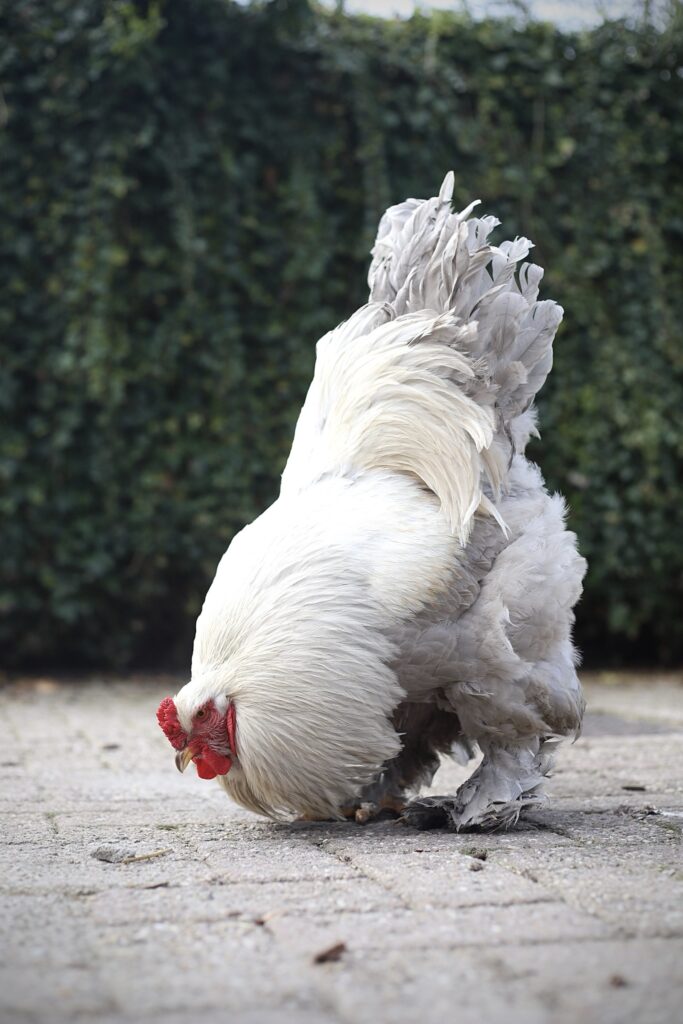 Brahma broedeieren