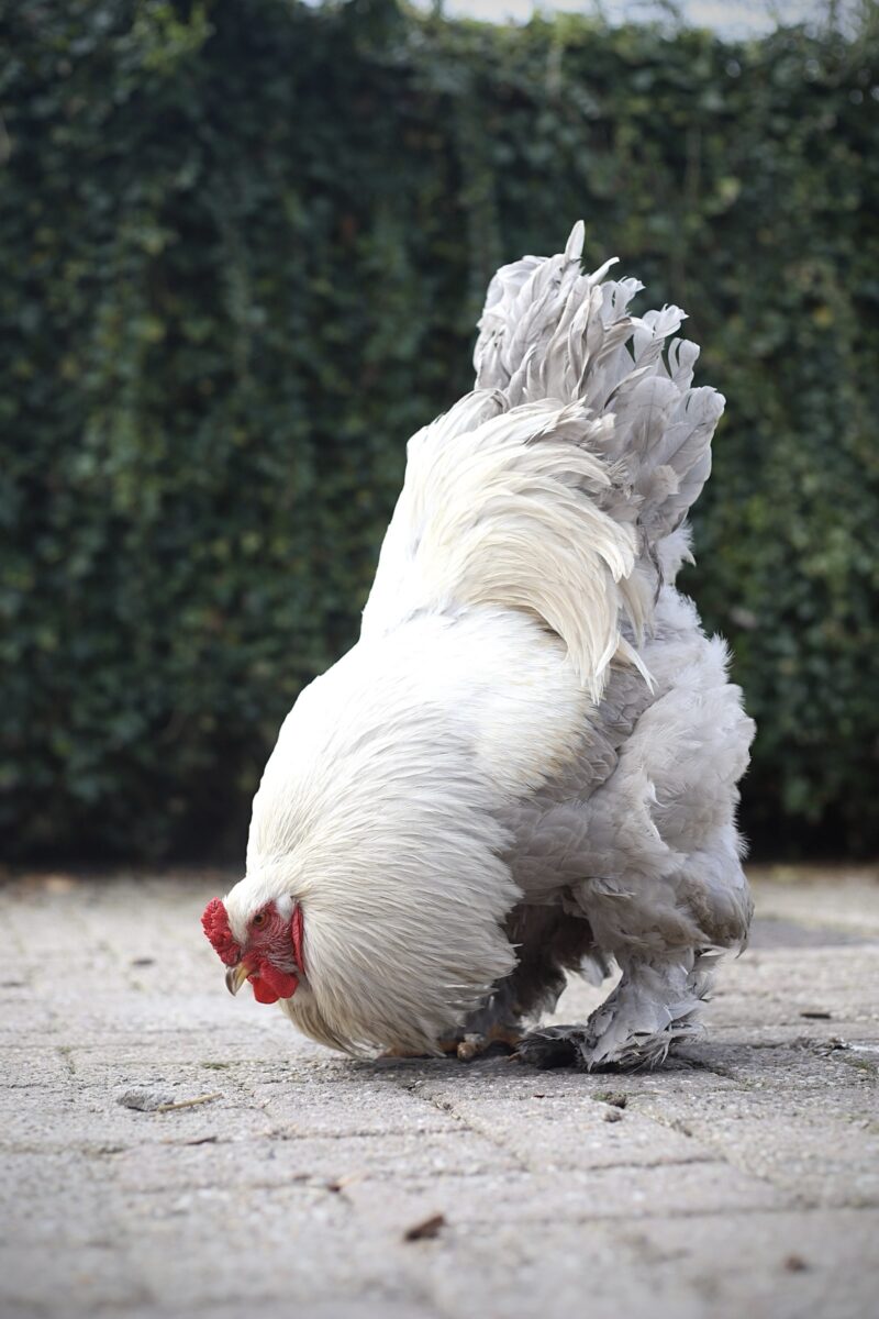 Brahma broedeieren