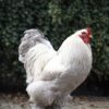 Brahma broedeieren