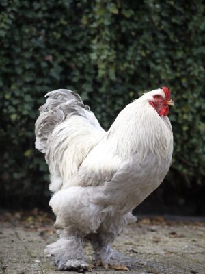 Brahma broedeieren - Afbeelding 12
