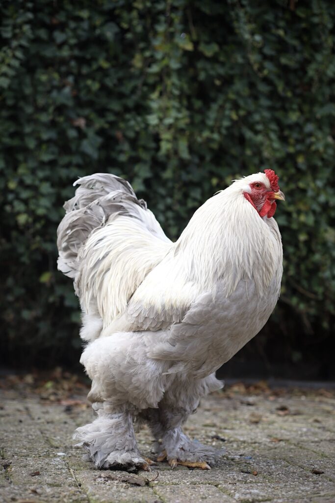 Brahma broedeieren