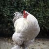 Brahma broedeieren