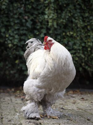 Brahma broedeieren - Afbeelding 11