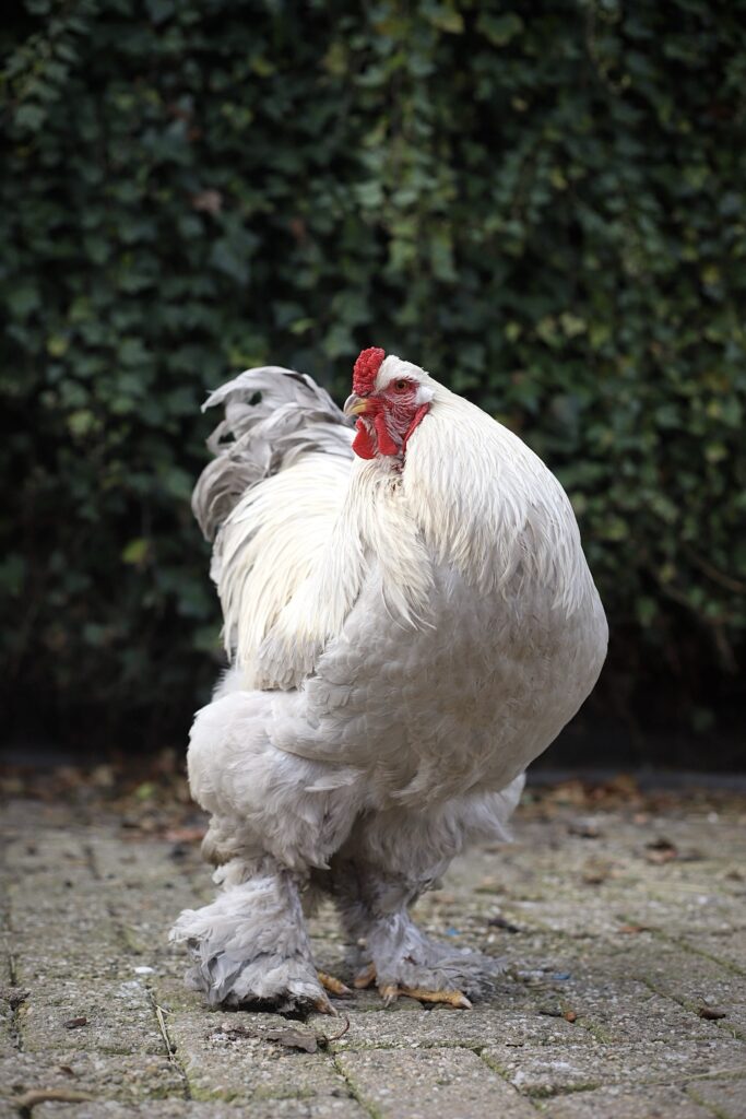 Brahma broedeieren