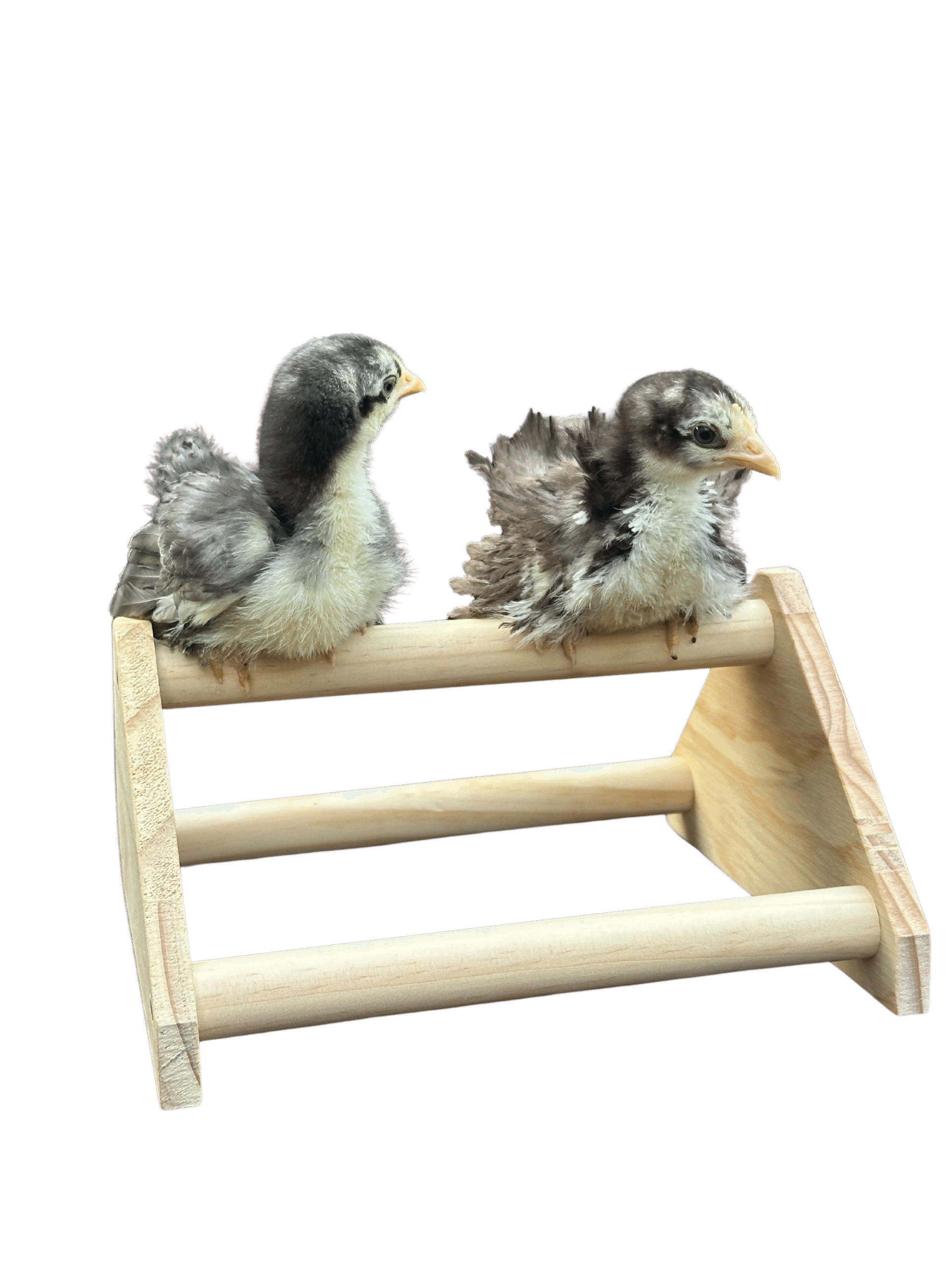 Kuiken zitstok klein