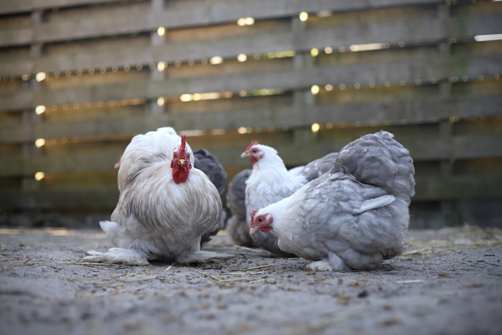 Cochin kriel broedeieren Toom Bobtail