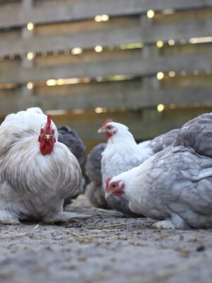 Cochin kriel broedeieren Toom Bobtail - Afbeelding 8