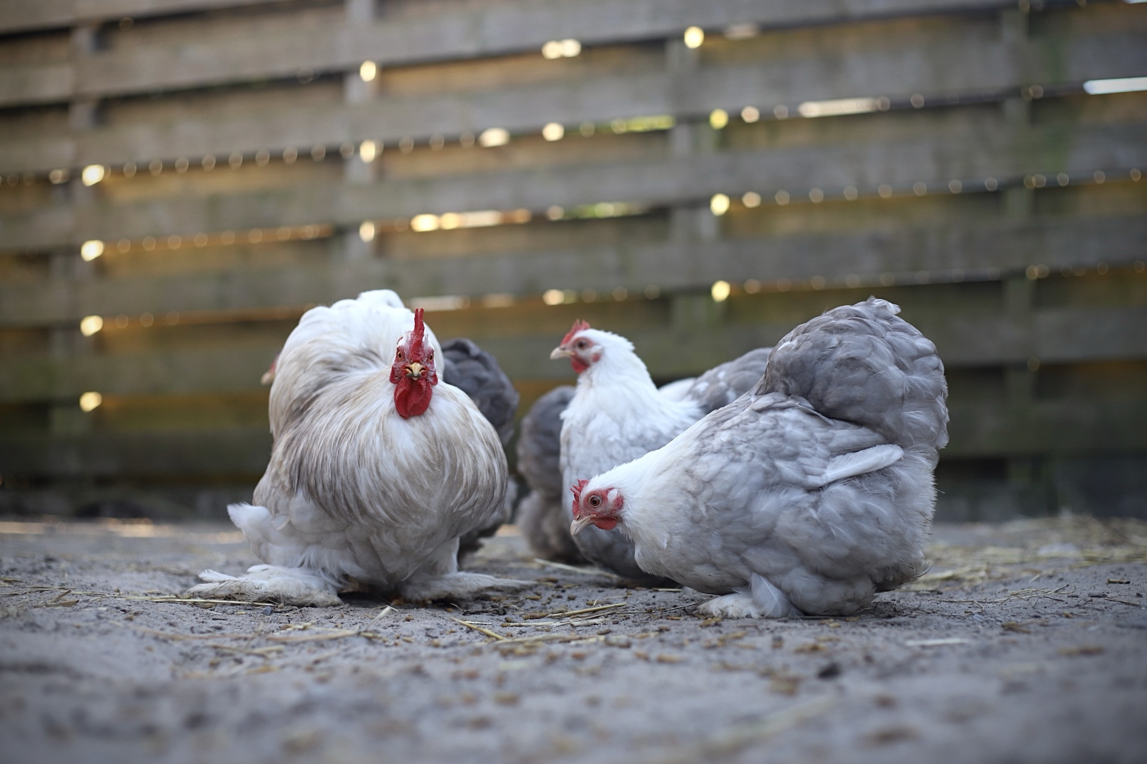 Cochin kriel broedeieren Toom Bobtail - Afbeelding 8