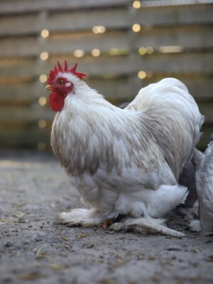 Cochin kriel broedeieren Toom Bobtail - Afbeelding 3