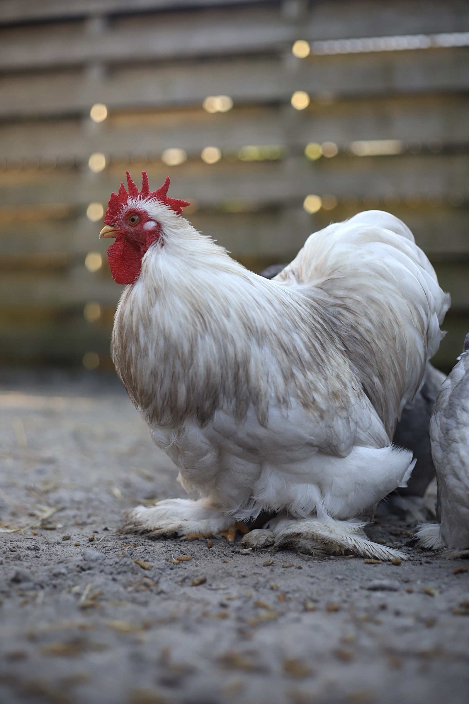 Cochin kriel broedeieren Toom Bobtail - Afbeelding 3