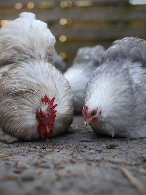 Cochin kriel broedeieren Toom Bobtail - Afbeelding 4