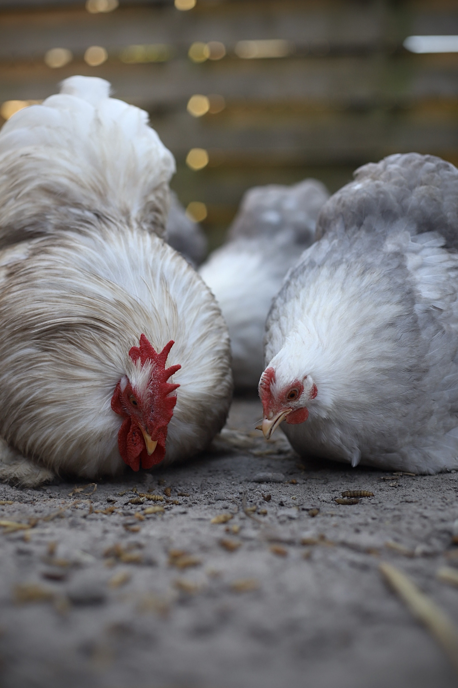 Cochin kriel broedeieren Toom Bobtail - Afbeelding 4
