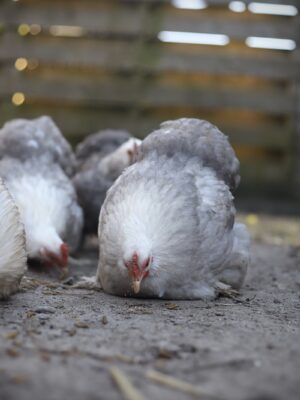 Cochin kriel broedeieren Toom Bobtail - Afbeelding 6