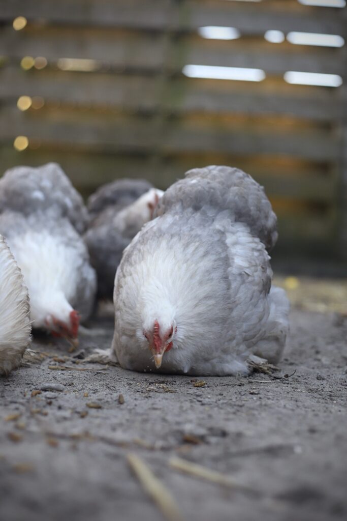 Cochin kriel broedeieren Toom Bobtail