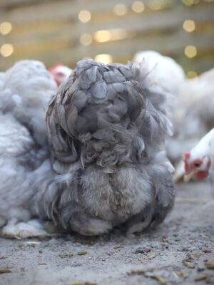 Cochin kriel broedeieren Toom Bobtail - Afbeelding 5