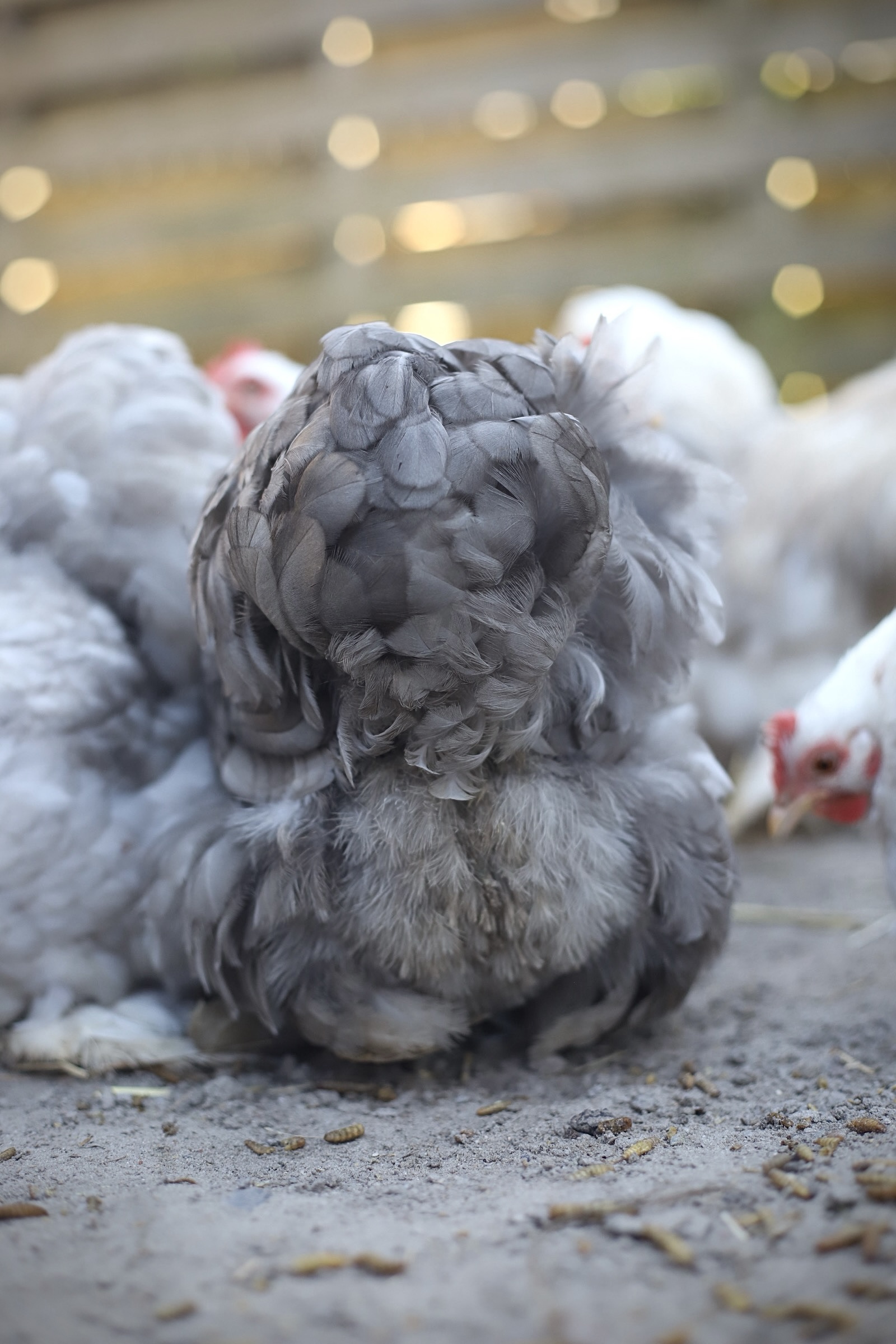 Cochin kriel broedeieren Toom Bobtail - Afbeelding 5