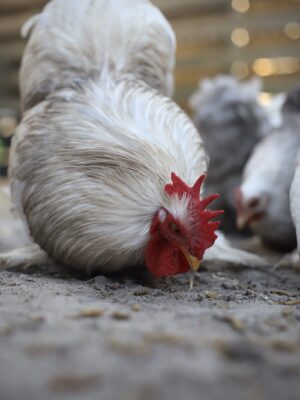 Cochin kriel broedeieren Toom Bobtail - Afbeelding 2