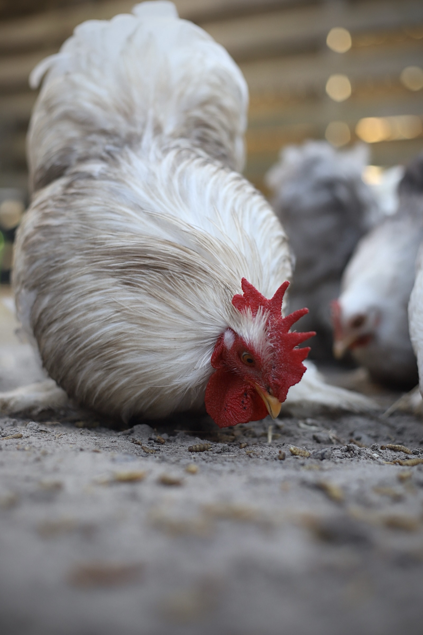 Cochin kriel broedeieren Toom Bobtail - Afbeelding 2