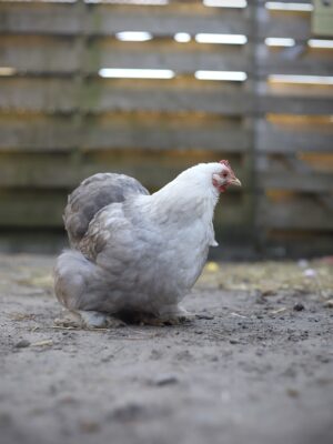 Cochin kriel broedeieren Toom Bobtail - Afbeelding 7