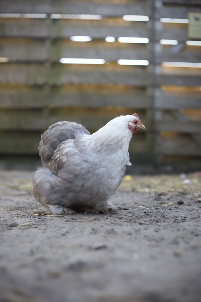 Cochin kriel broedeieren Toom Bobtail