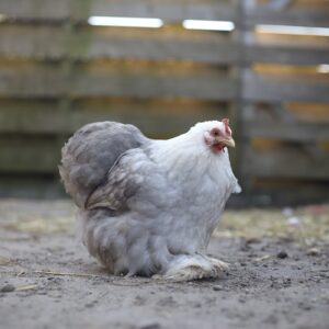 img_0725 Cochin kriel broedeieren Toom Bobtail