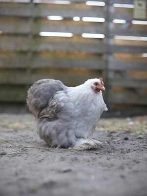 Cochin kriel broedeieren Toom Bobtail