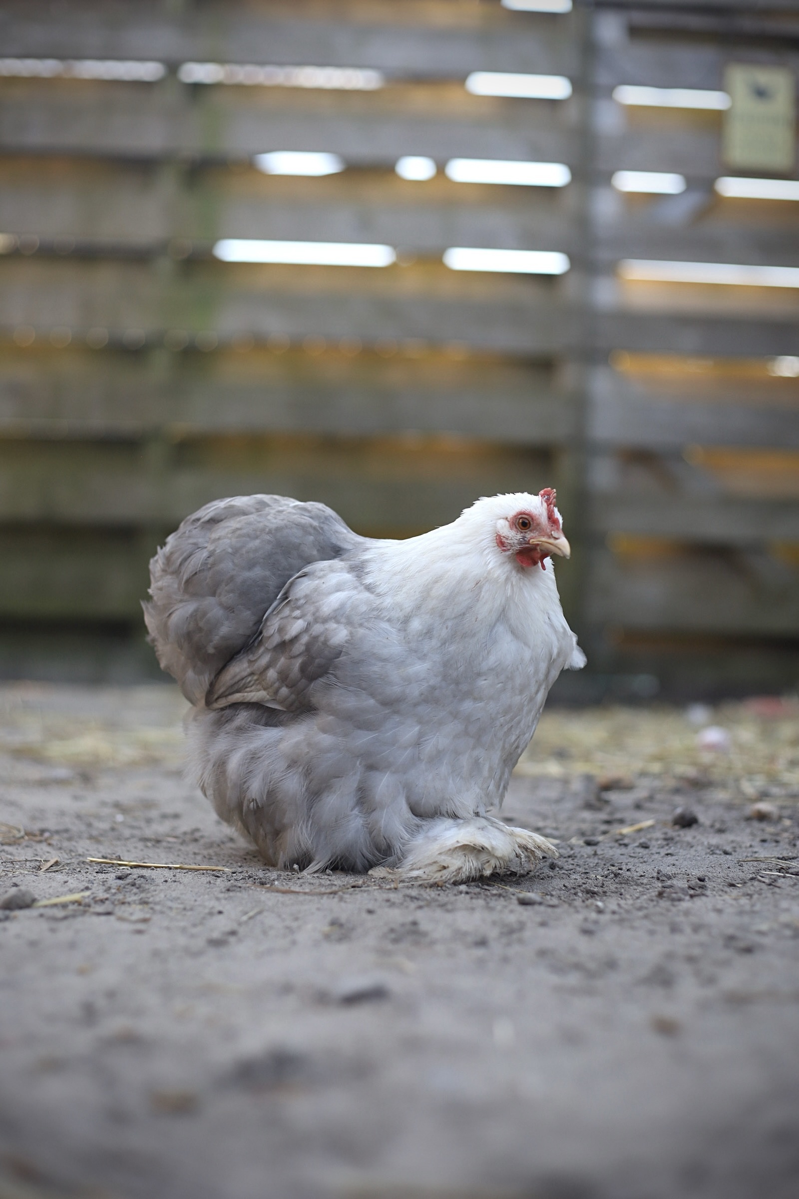 Cochin kriel broedeieren Toom Bobtail - Afbeelding 1