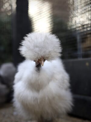 USA zijdehoen broedeieren Toom 6 - Afbeelding 6